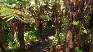 A forest path surrounded by dense foliage and trees. - Relaxing 2-bedroom Lodge in Volcano with Hot Tub (Mountain View)