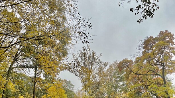 A rustic cabin with a chimney, surrounded by dense autumn foliage and a narrow road.