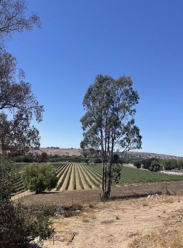 A vineyard with rows of grapevines under a clear blue sky.