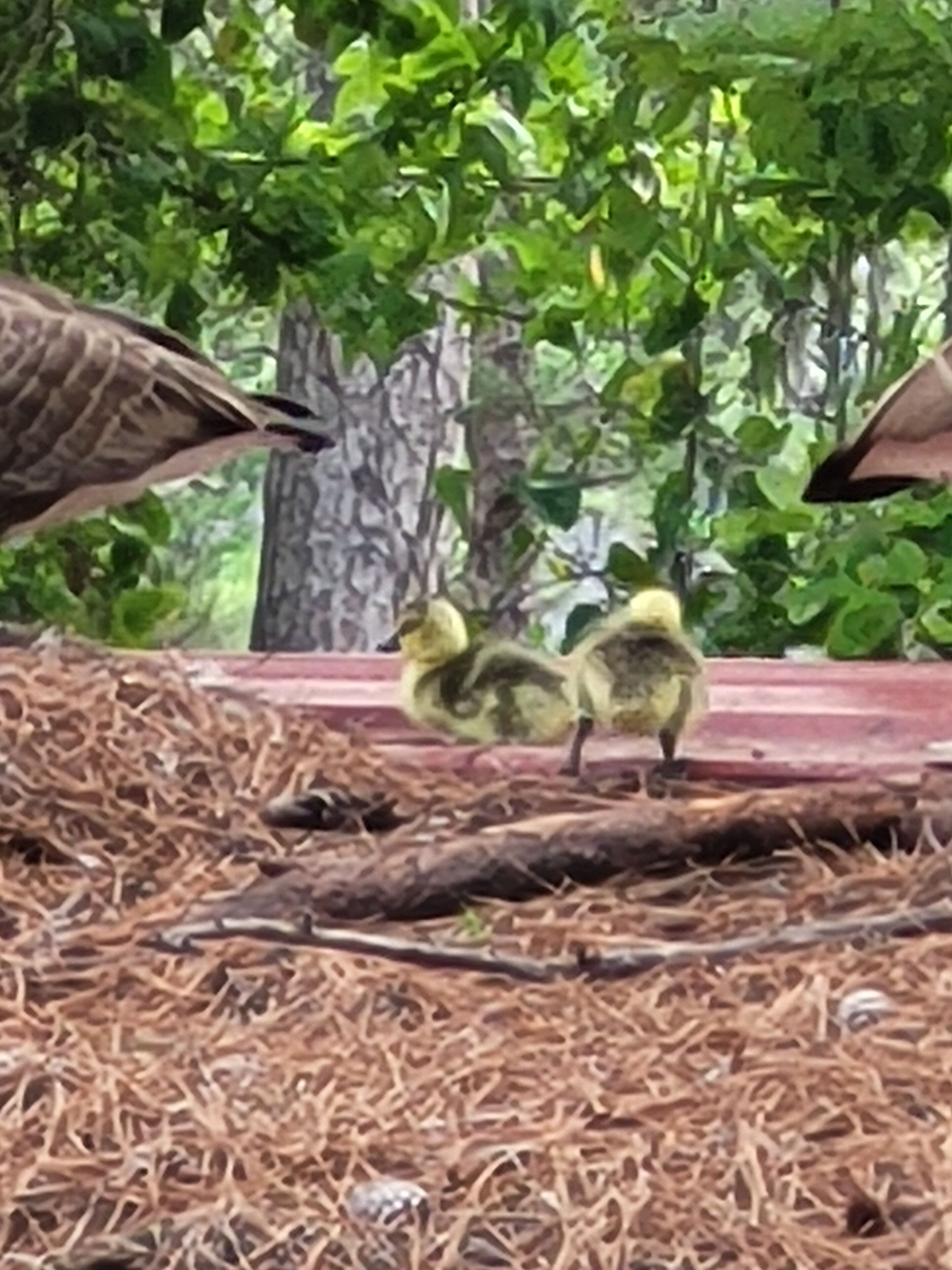 Un nido con dos crías de pato sobre una cama de paja.