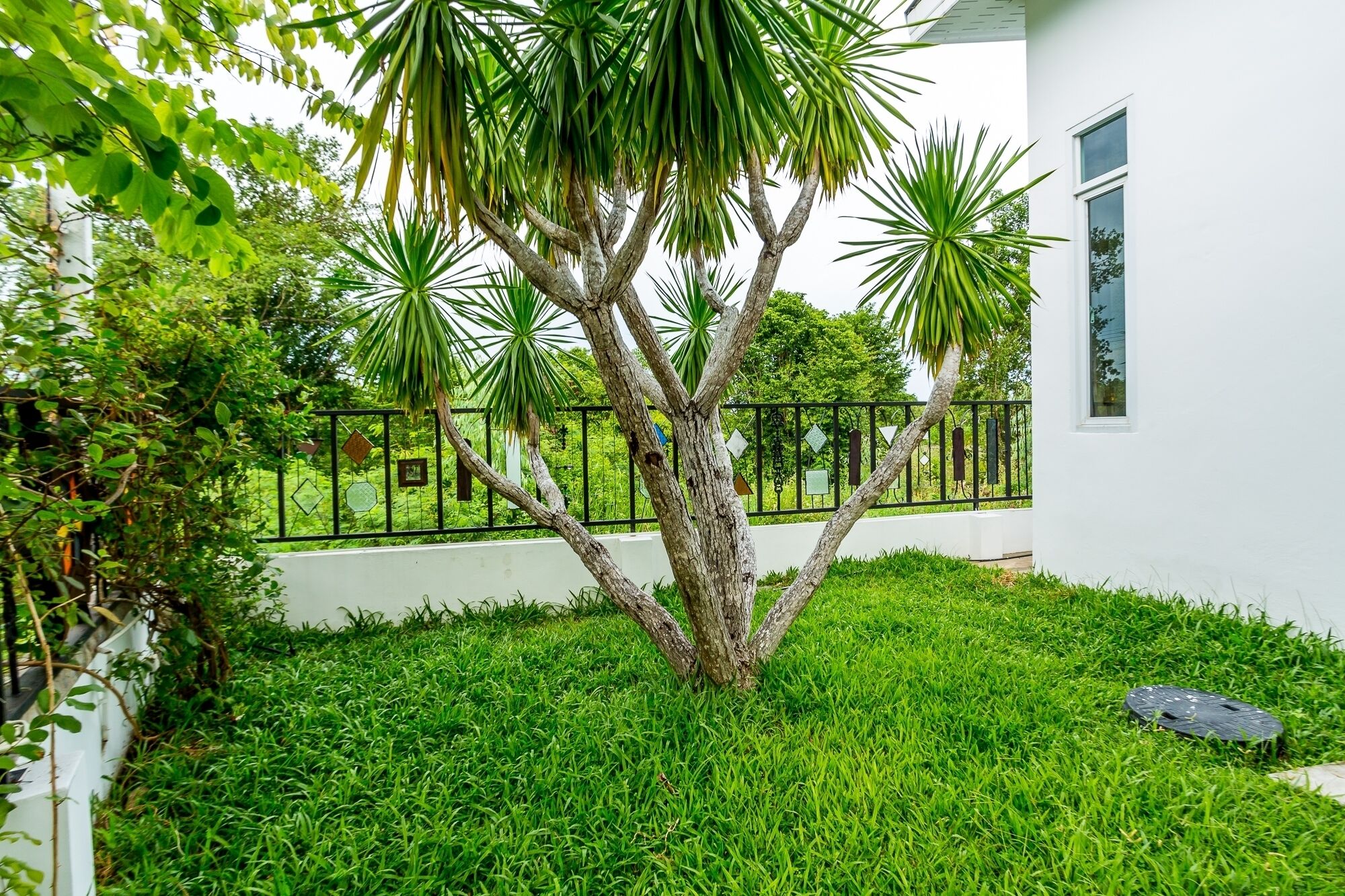 A well-maintained garden with a palm tree, lush green grass, and a white building with a black metal fence.