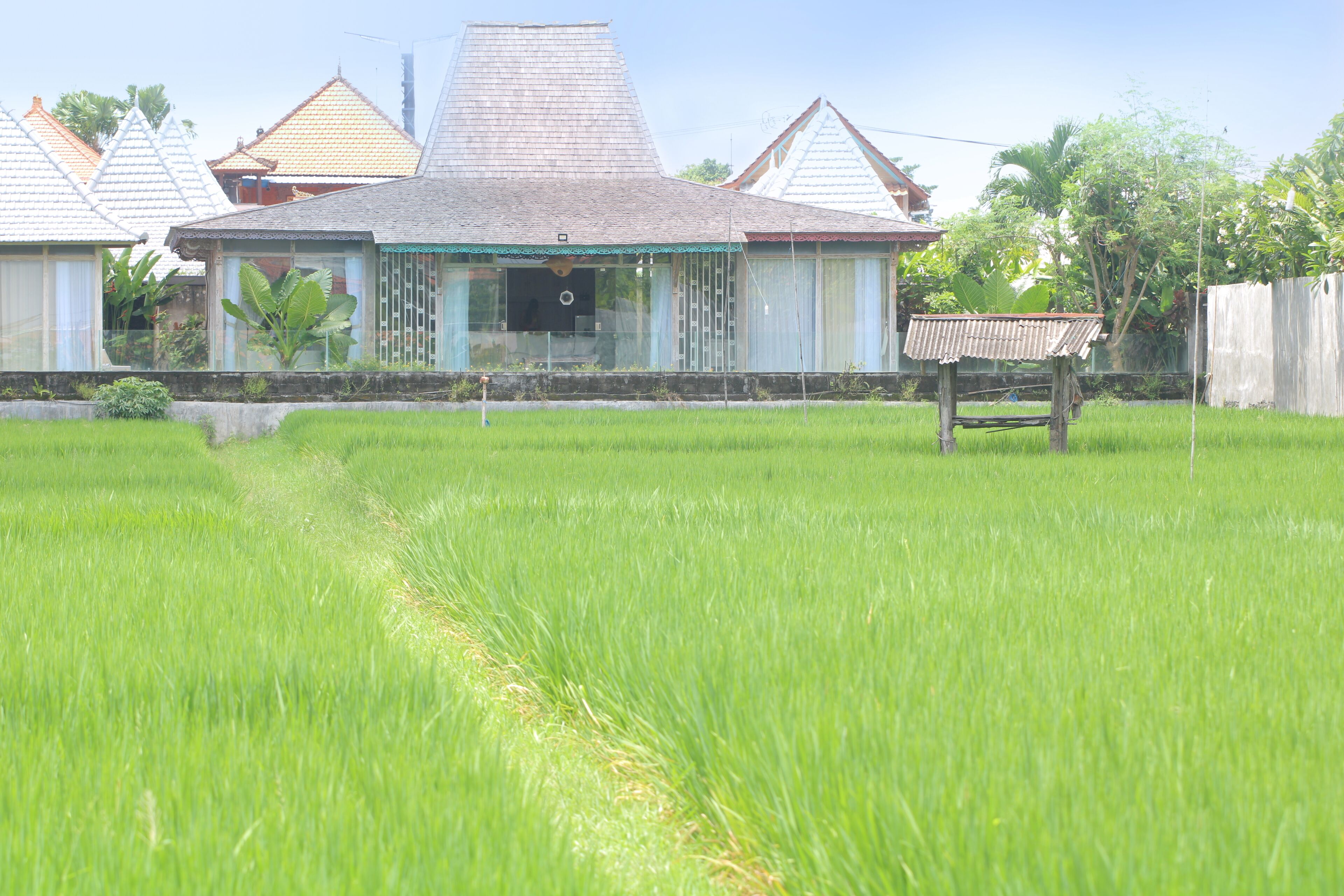 A traditional house with a tiled roof, surrounded by a lush green rice field.