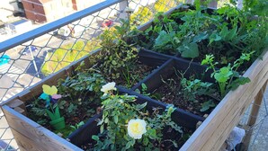 Un bac à fleurs en bois surélevé, contenant diverses plantes et fleurs, installé sur un balcon doté d’une rambarde en métal.