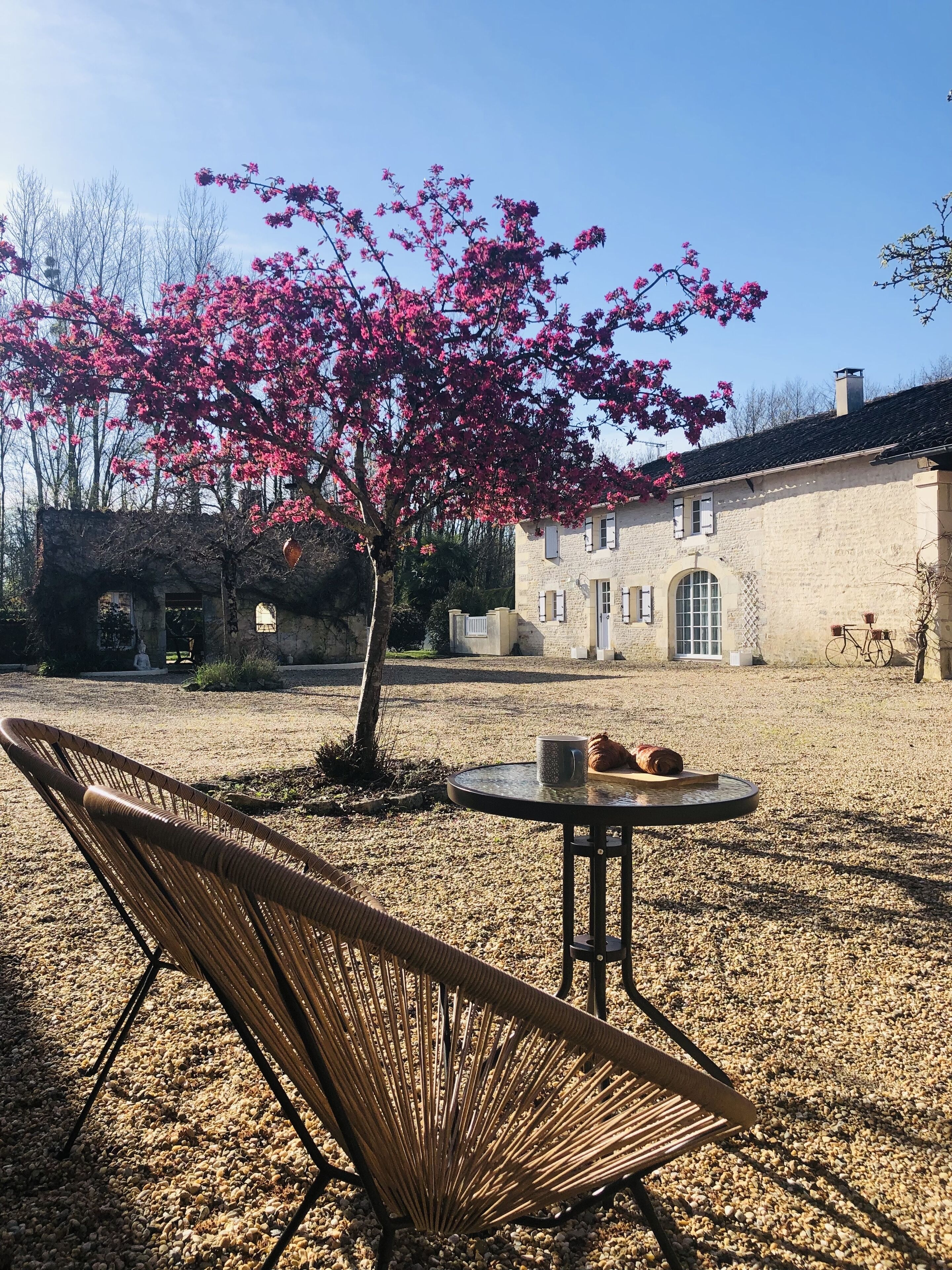 A wicker chair and a table with a croissant and a mug in a courtyard with a stone building and a tree with pink flowers.