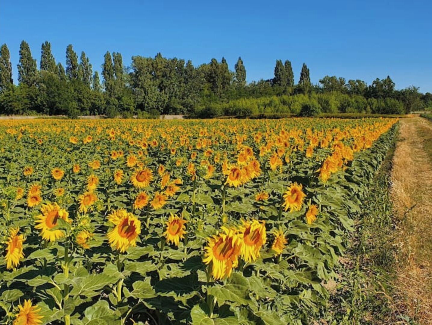 Un champ de tournesols avec un chemin de terre sur la droite.