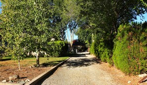 A gravel path flanked by dense green foliage and a building in the background. - Quiet Bungalow in South West Reno. (Reno)