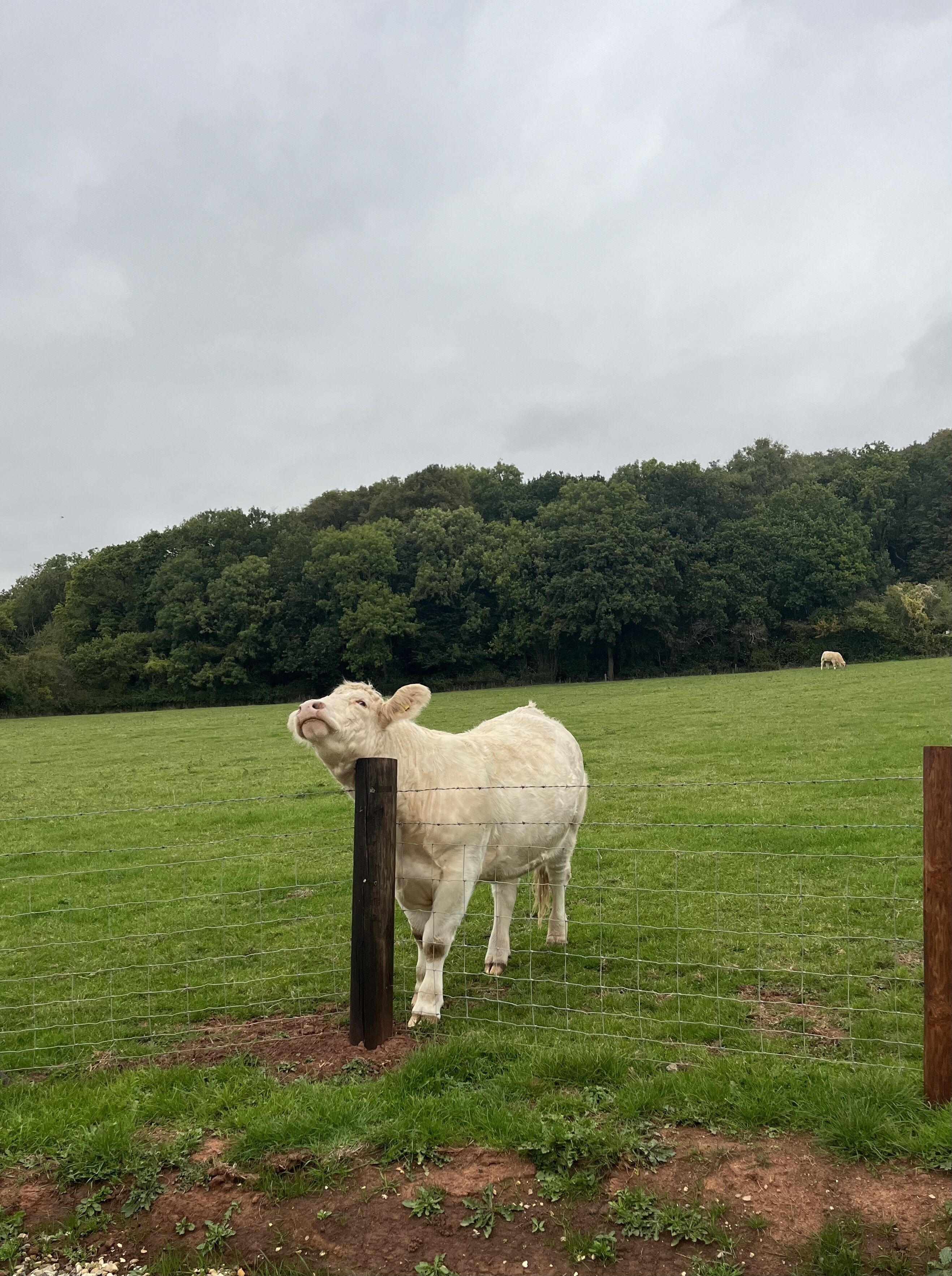 Eine weiße Kuh steht auf einer eingezäunten Wiese, im Hintergrund ein bewaldeter Hügel.