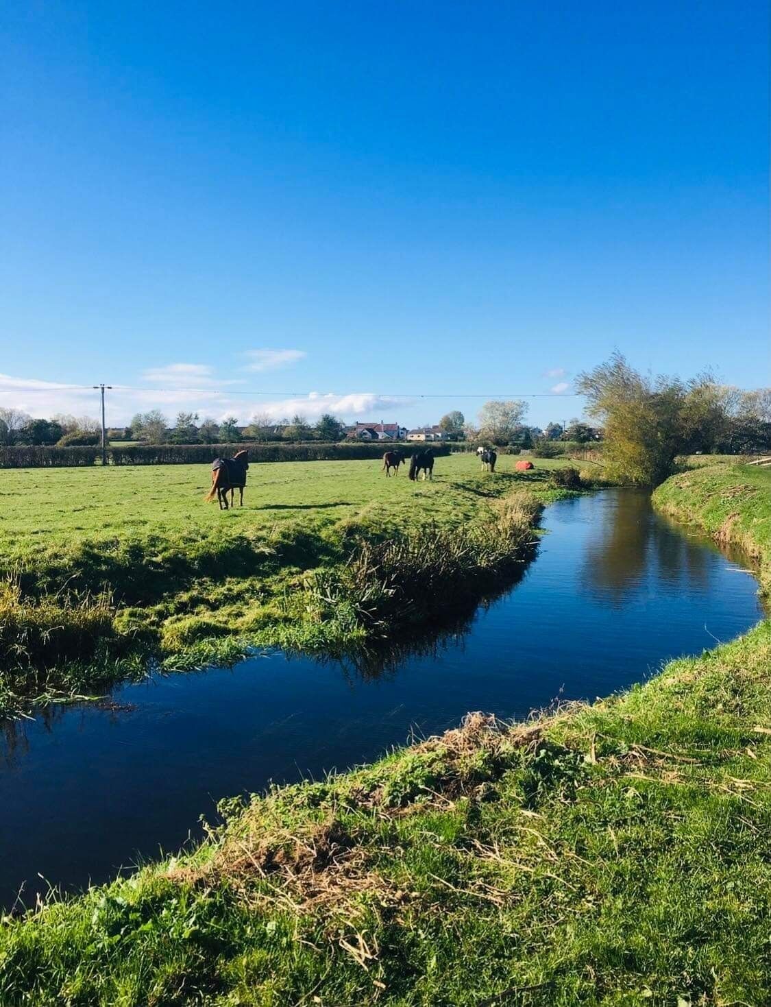 Un paysage rural avec un étroit canal d’eau, des champs verdoyants et quelques chevaux qui paissent.