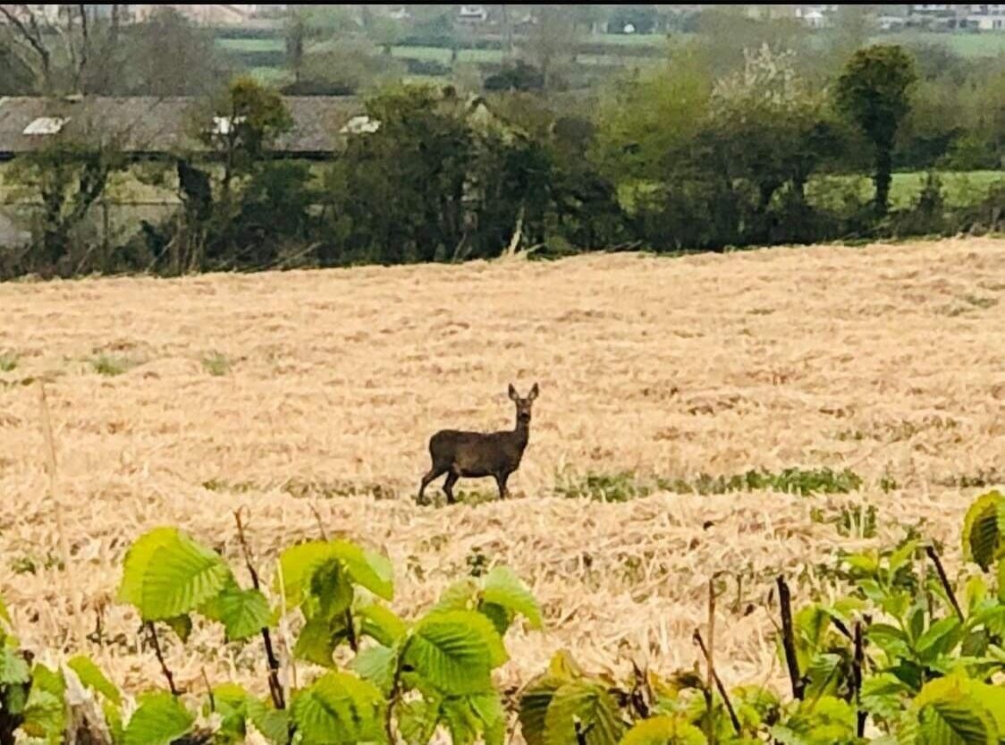 Un cerf dans un champ où la végétation est clairsemée, avec des arbres en arrière-plan.