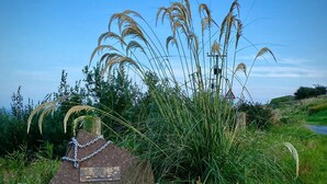Een rots met de inscriptie 'Voortrekkers' omgeven door hoog gras en begroeiing.