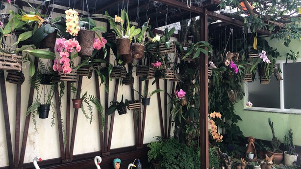 Un invernadero con diversas plantas y flores en macetas, incluidas orquídeas y suculentas, colgando de una estructura de madera.