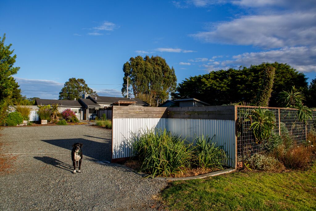 A dog standing in a gravel driveway with a wooden fence and a corrugated metal shed in the background.