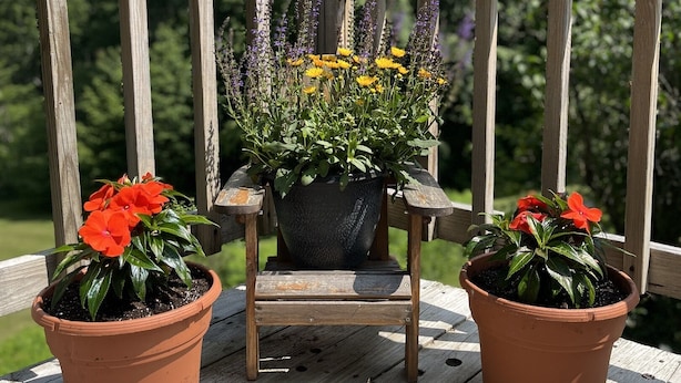 Eine Holzterrasse mit drei Terrakottatöpfen, die mit Blumentöpfen und Blumen bepflanzt sind.