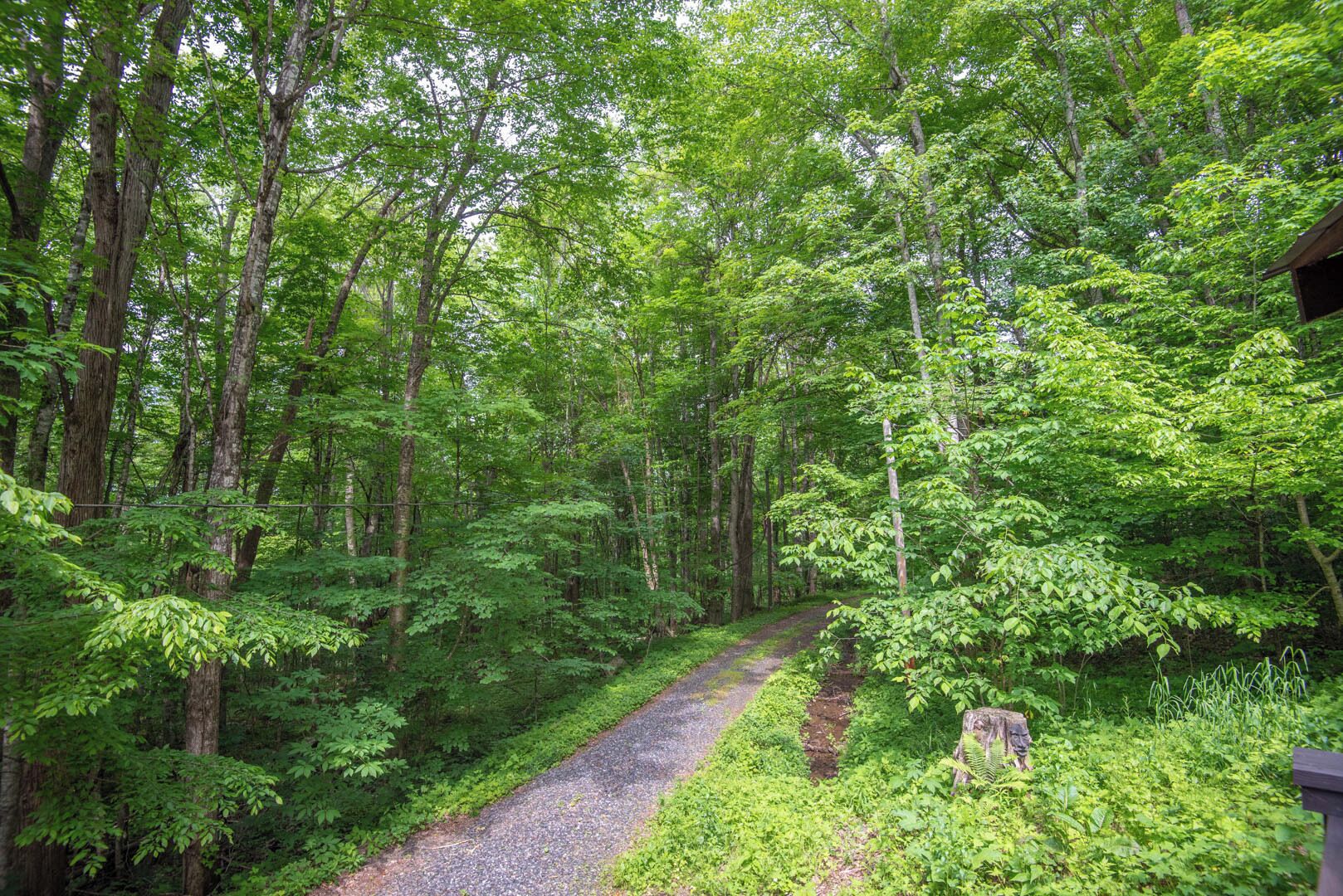 A forested area with a gravel path leading through dense greenery.