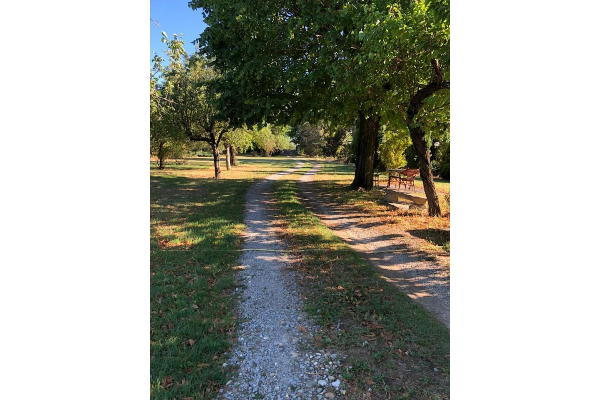 Un sentiero sterrato in un parco, con alberi e una panchina.