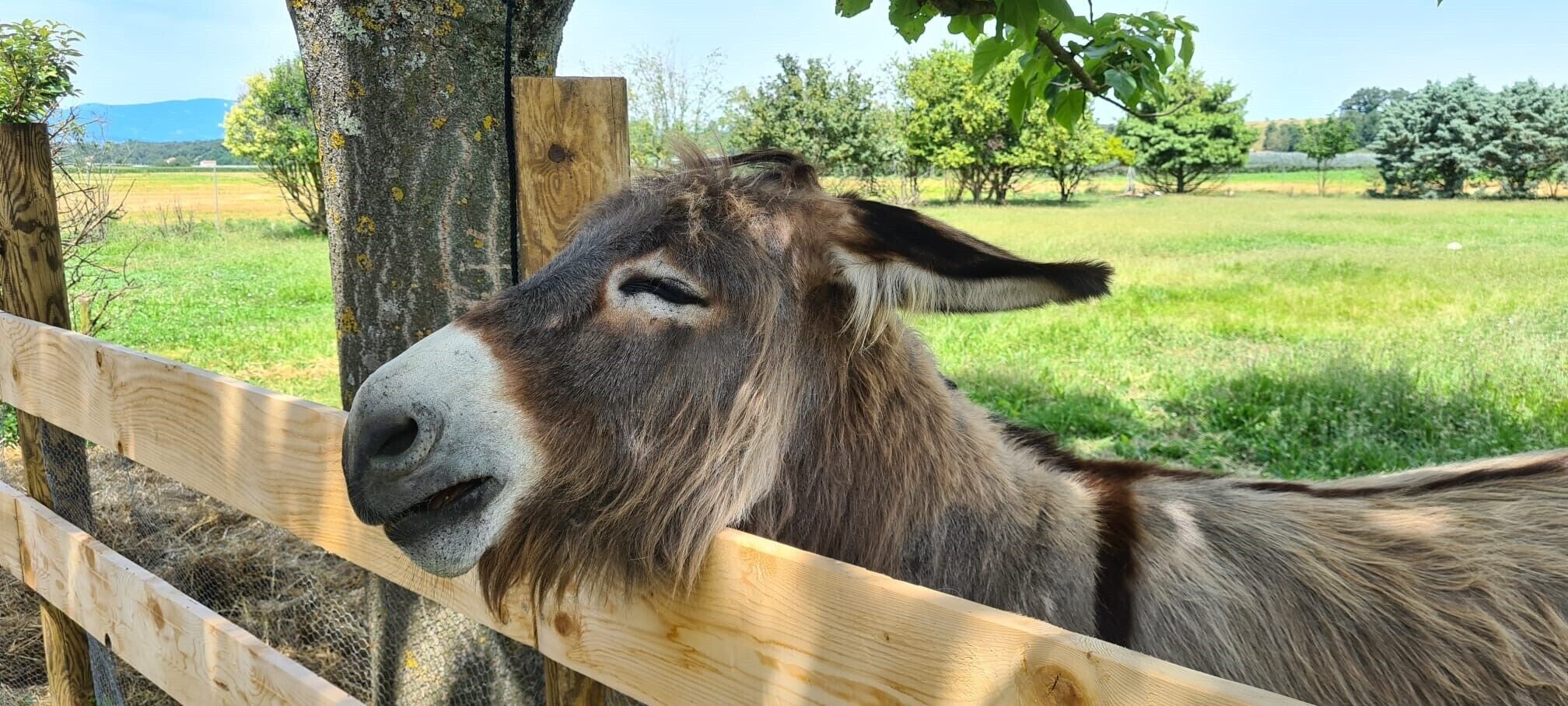 A donkey behind a wooden fence with a green field and trees in the background.