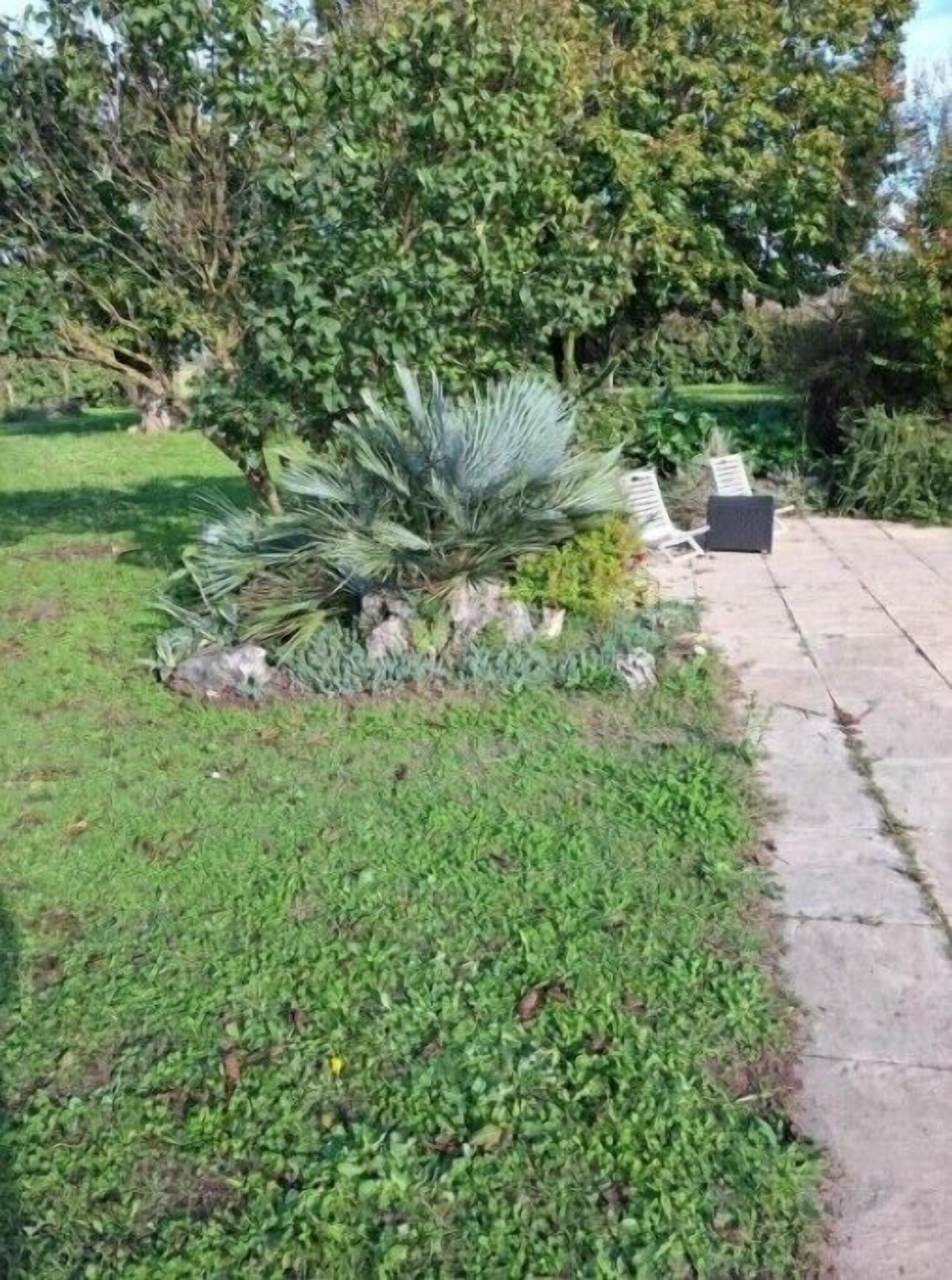 Un giardino con una pianta simile a una palma, un vialetto in pietra e una panchina.