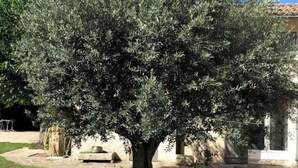A mature olive tree in a courtyard with a stone wall and a building in the background. - Cocooning air-conditioned gîte in a privileged, peaceful setting with large swimming pool (Bougé-Chambalud)