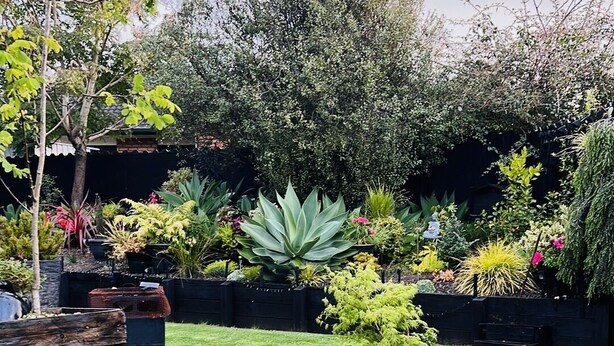 A well-maintained garden with a variety of plants and a small tree in the center. - Suburbia East Auckland (Auckland)