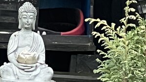 A cat sitting on a gravel surface with a Buddha statue in the background. - Suburbia East Auckland (Auckland)