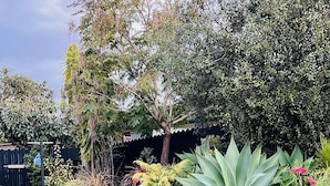 A well-maintained garden with a variety of plants and a large agave in the foreground. - Suburbia East Auckland (Auckland)
