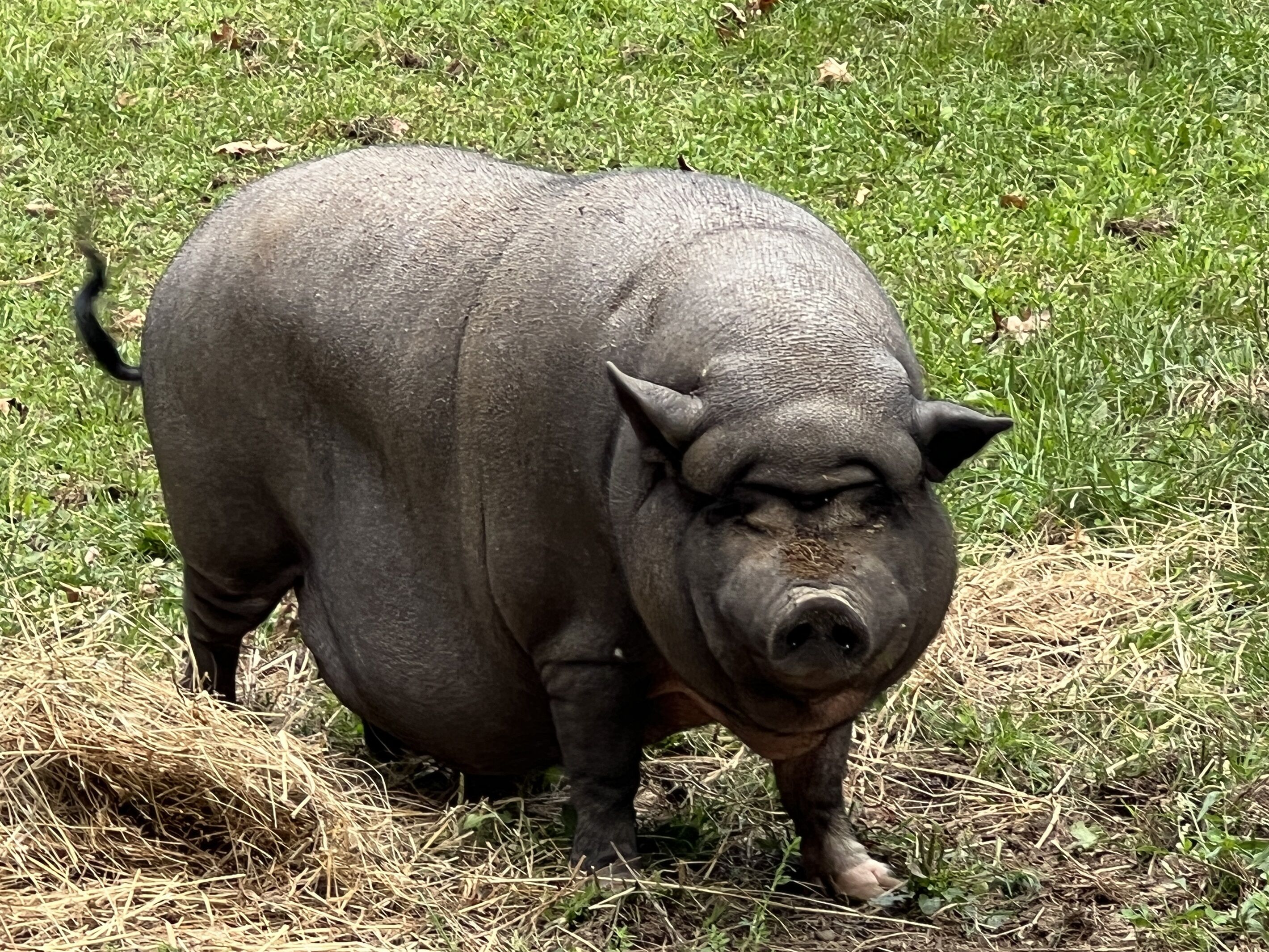 Un grande maiale nero in piedi sull'erba, con del fieno nelle vicinanze.