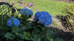 Een tuin met hortensia's, een zwembad en een wit gebouw met schuin dak.
