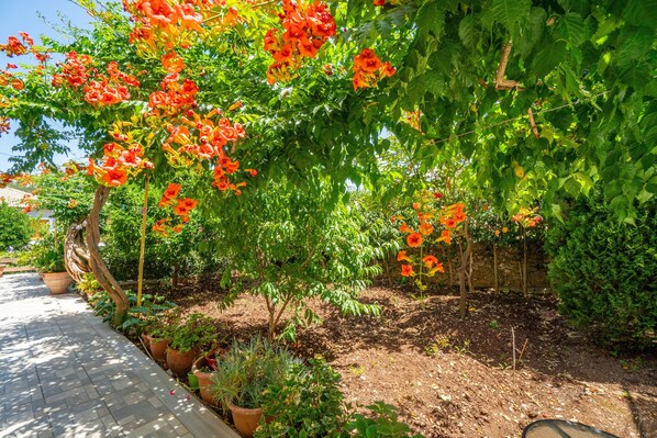 A garden with a paved walkway, various plants, and a tree with orange flowers.