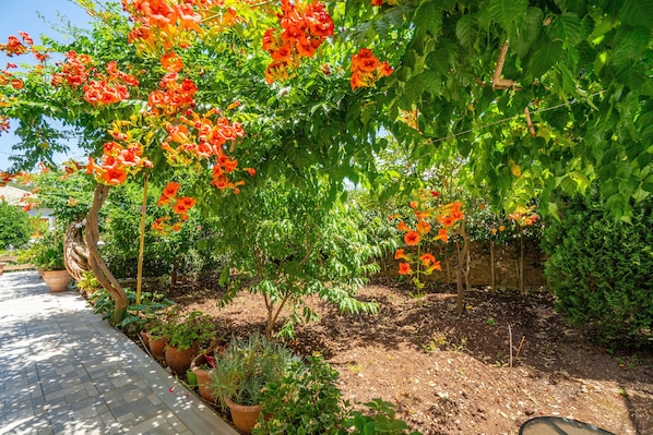 Un jardin avec un chemin pavé, différentes plantes et un arbre aux fleurs oranges.