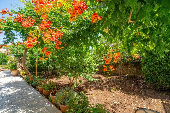 A garden with various plants and a paved walkway.