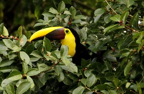 A toucan with a large, bright yellow beak and black and yellow plumage, surrounded by dense green foliage.
