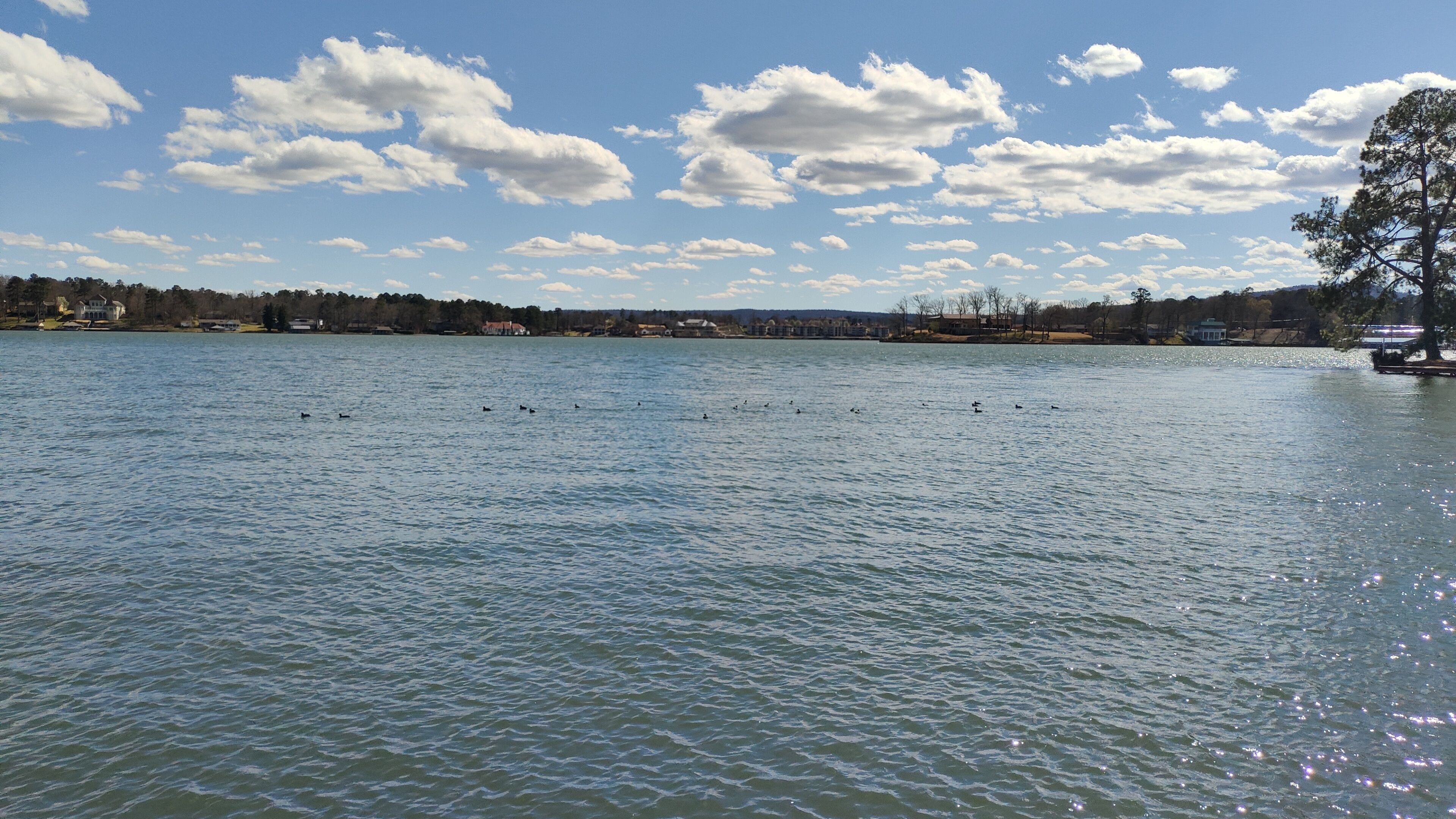 Um lago com patos nadando, cercado por casas e árvores.