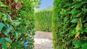 A stone pathway surrounded by dense green foliage. - La Rose - Gillingham, Shaftesbury (West Stour)