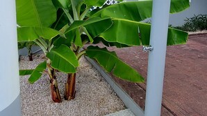 Een witte trap met een balustrade, een betonnen pilaar en een bananenplant in een binnentuin.