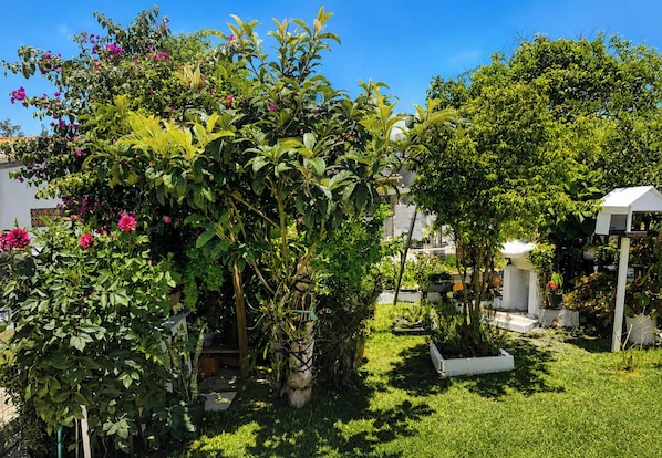 A garden with various plants and a white structure.