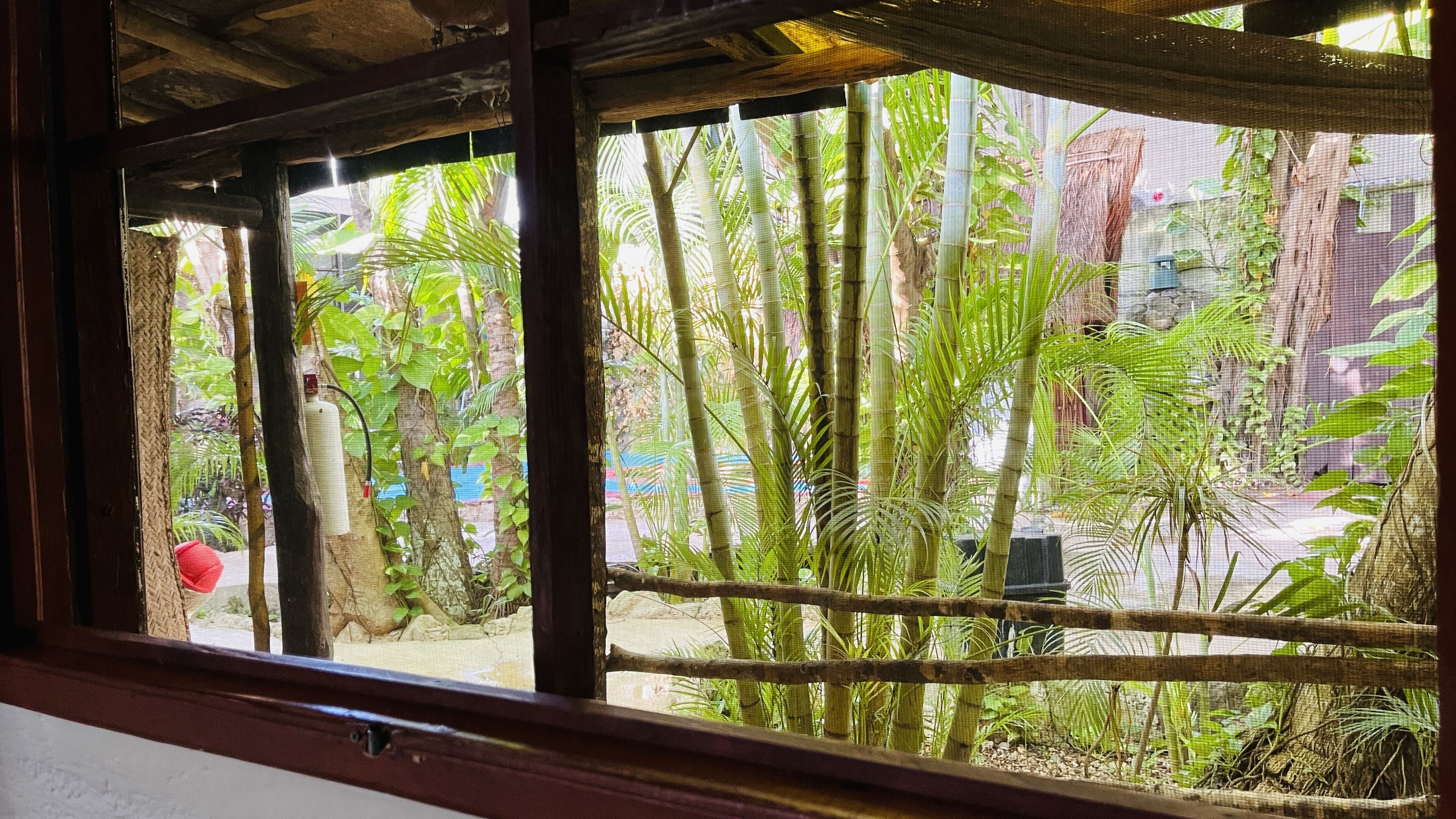 A window with a view of bamboo plants and a thatched roof structure.