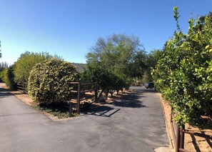 Drive through a tranquil tree-lined entrance, flanked by mature trees and a metal gate.