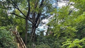 A wooden staircase leading up to a deck with a black table and red chairs. - Rustic two bedroom cottage on riverside in Shohola PA (Shohola)