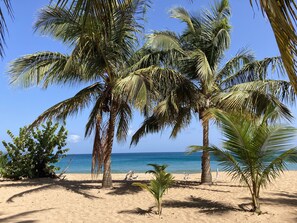 A beach with palm trees and a clear blue sky.