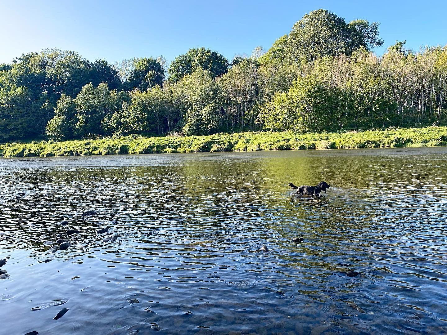 En hund svømmer i en flod med et skovområde i baggrunden.