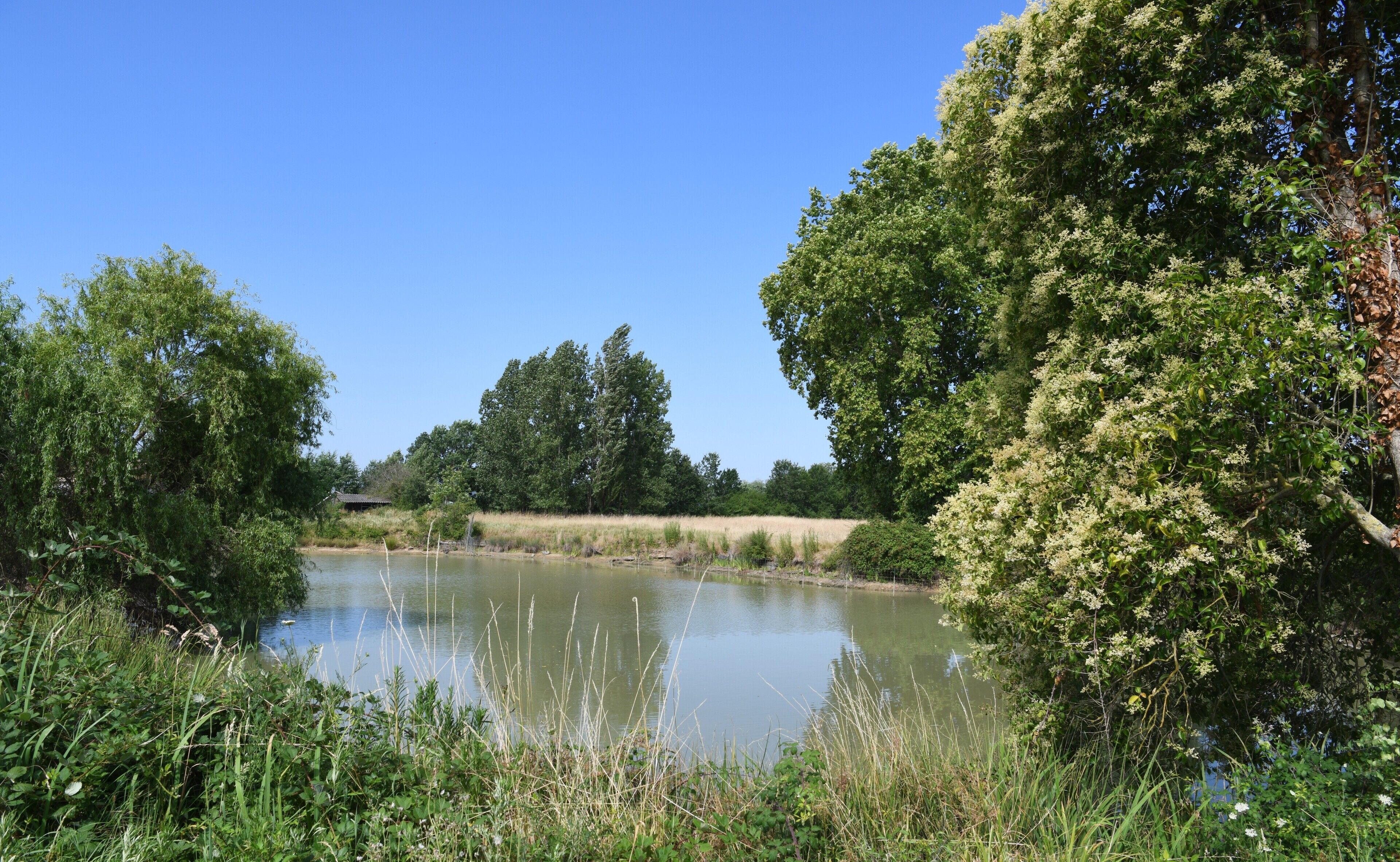 A calm river with dense greenery and trees on both sides.