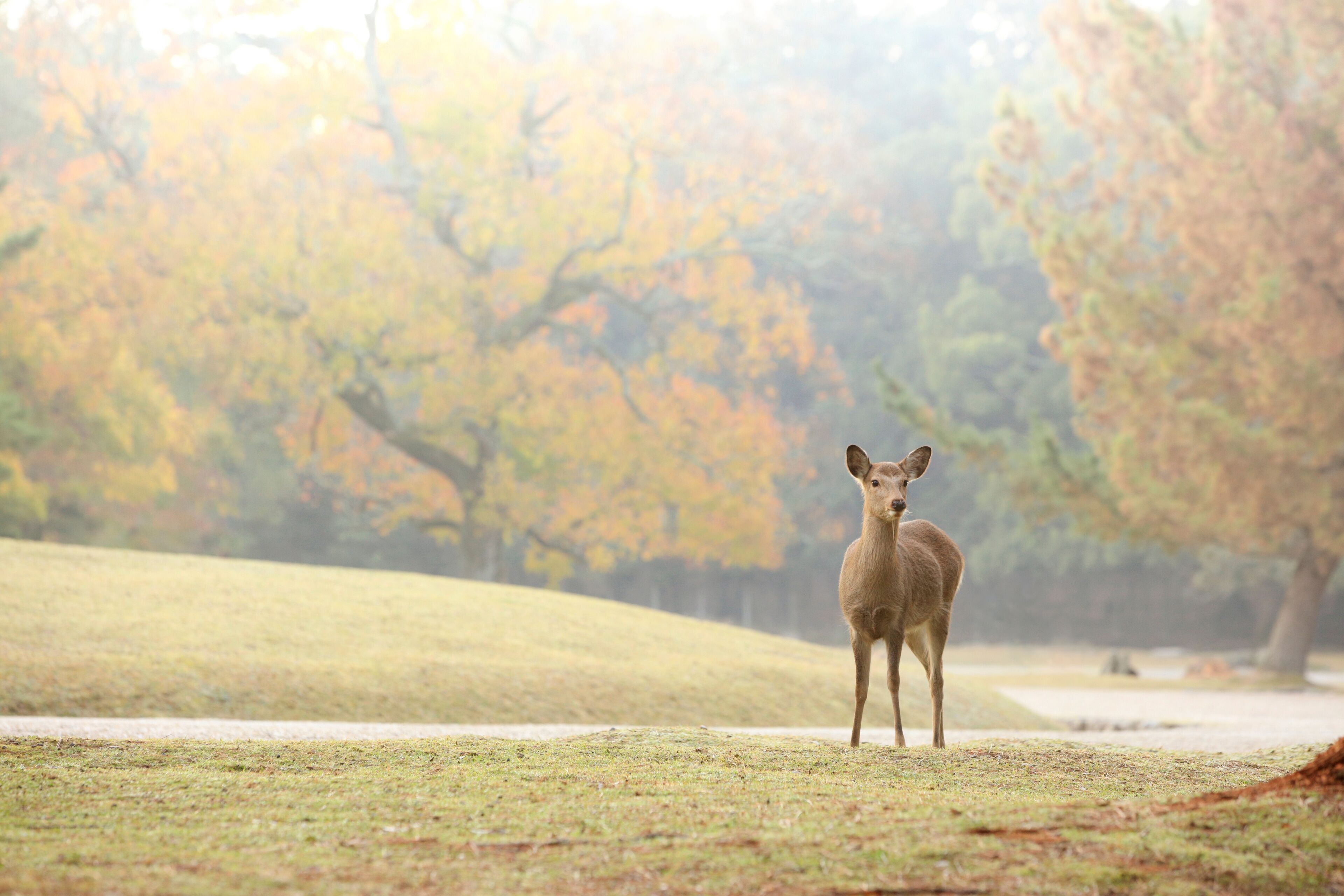 Un cerf se tient dans un champ herbeux, avec des arbres en arrière-plan.
