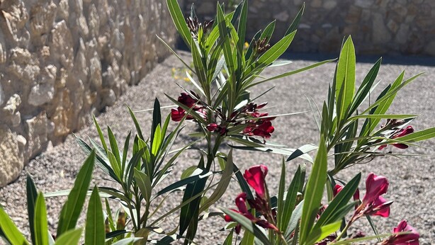 A plant with green leaves and red flowers in a gravel area.