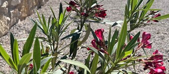 Cozy Transmountain El Paso Home with Garage, 4-Bed & 2-Living Areas