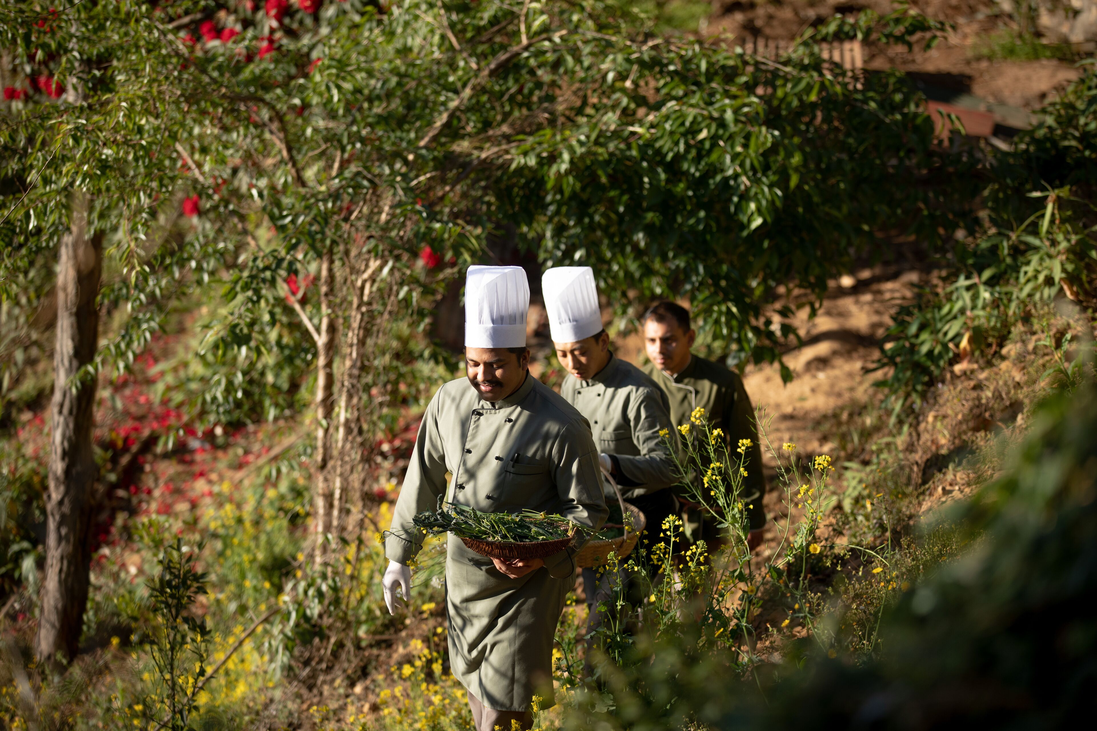 Des chefs en uniforme transportent des paniers remplis de produits frais dans un jardin.