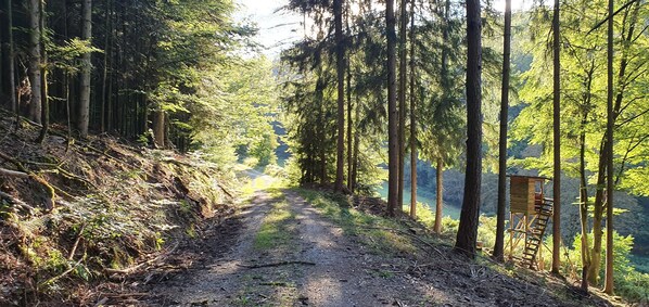 A forest path with a wooden lookout structure on the right.