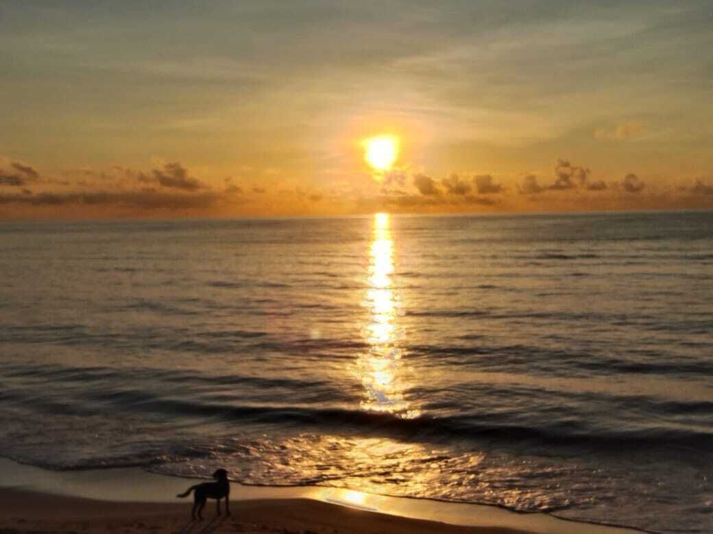 A beach scene with a dog near the water's edge during sunset.