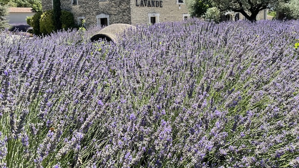 A stone building with a sign reading "MUSEE DE LA LAVAND' and a field of lavender in the foreground.
