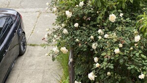 Ein schwarzes Auto steht auf einem Betonweg neben einem Busch mit weißen Blüten.