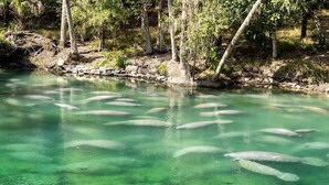 A clear river with numerous fish swimming.